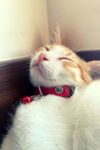 1.5 cm Deri Zilli Kedi Tasması – NPC010