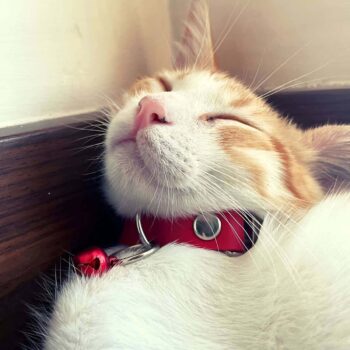 1.5 cm Deri Zilli Kedi Tasması - NPC010