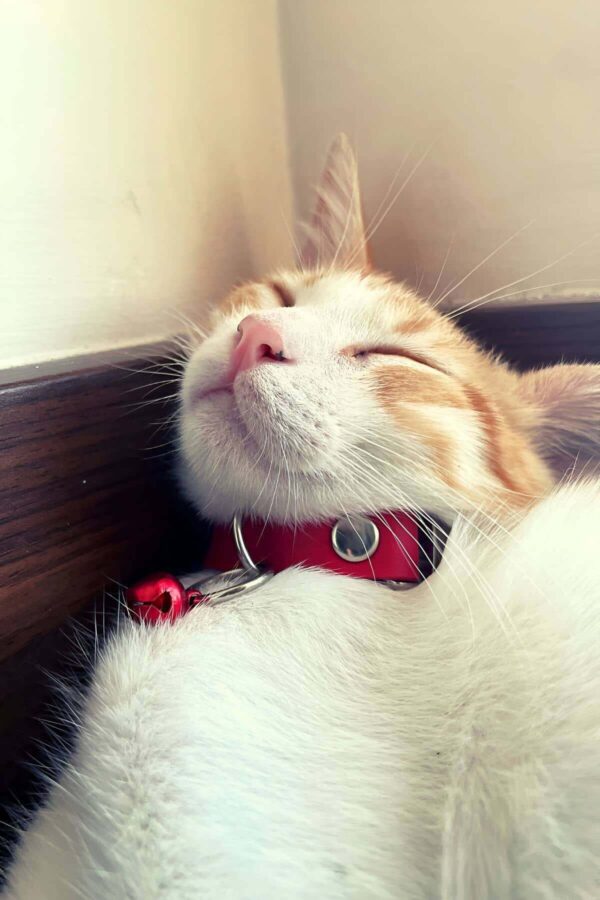 15 cm deri zilli kedi tasmasi npc010 kedi harness angels passion 126075 39 B