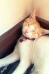 1.5 cm Deri Zilli Kedi Tasması – NPC010