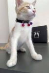 3 Zilli Kedi Tasması