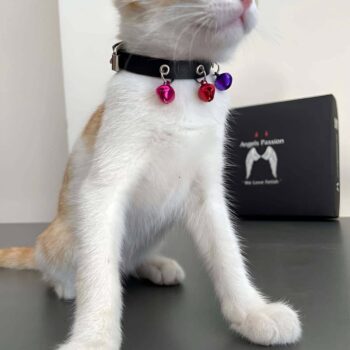 3 Zilli Kedi Tasması, Deri Kedi Tasması - NPC009