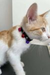 3 Zilli Kedi Tasması