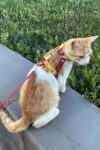 Deri Kedi Gezdirme Tasması