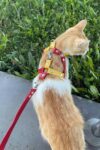 Deri Kedi Gezdirme Tasması