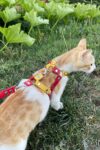 Deri Kedi Gezdirme Tasması