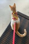 Deri Kedi Gezdirme Tasması