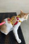 Deri Kedi Gezdirme Tasması