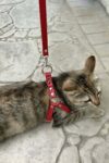Deri Kedi Harness