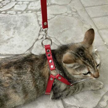 Deri Kedi Harness , Kedi Gezdirme Tasması - NPC005