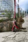 Deri Kedi Harness