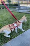 Full Body Kedi Harness