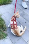 Full Body Kedi Harness