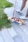 Full Body Kedi Harness