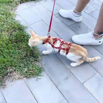 Full Body Kedi Harness, Kedi Gezdirme Tasması, Kedi Sokak Tasması - NPC011