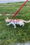 Full Body Kedi Harness