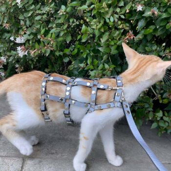 Karanlıkta Parlayan Reflektörlü Şık Kedi Harness, Kedi Yürüme Tasması, Kedi Güvenlik Tasması - NPC011