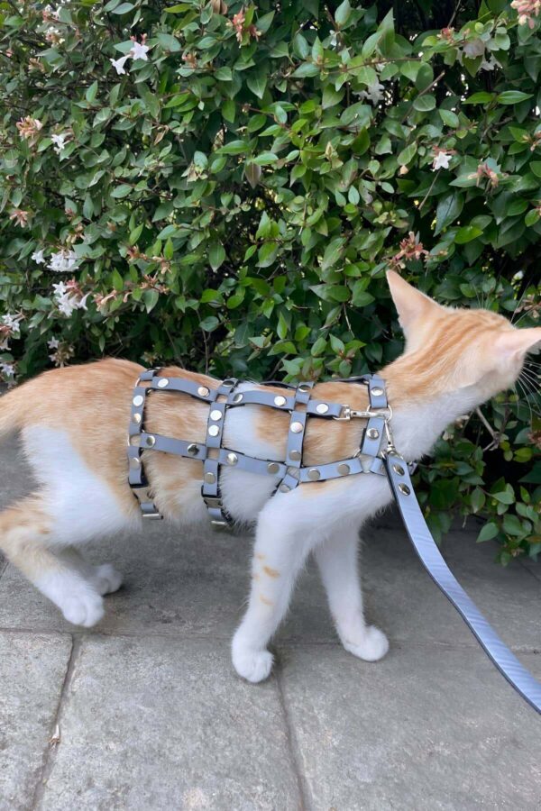 karanlikta parlayan reflektorlu sik kedi harness kedi yurume tasmasi kedi guvenlik tasmasi npc011 kedi harness angels passion 128127 40 B