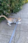 Renkli Reflektör Karanlıkta Parlayan Şık Kedi Harness