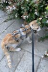 Renkli Reflektör Karanlıkta Parlayan Şık Kedi Harness