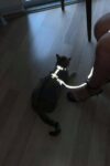Karanlıkta Yansıyan Reflektörlü Kedi Harness