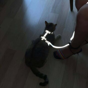 Karanlıkta Yansıyan Reflektörlü Kedi Harness, Özel Tasarım Kedi Harness - NPC007