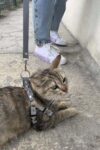 Karanlıkta Yansıyan Reflektörlü Kedi Harness