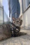 Karanlıkta Yansıyan Reflektörlü Kedi Harness