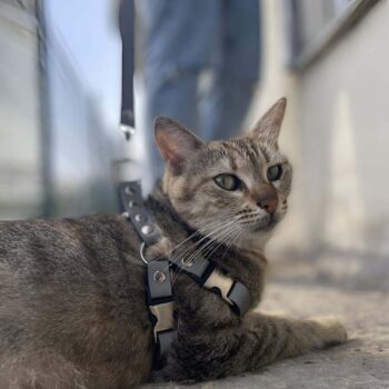 Karanlıkta Yansıyan Reflektörlü Kedi Harness , Özel Tasmalı Kedi Harness - NPC005
