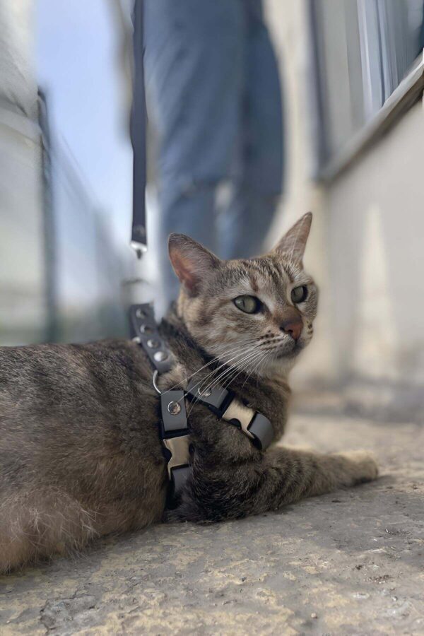 karanlikta yansiyan reflektorlu kedi harness ozel tasmali kedi harness kedi harness angels passion 119158 39 B