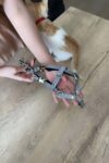 Karanlıkta Yansıyan Reflektörlü Kedi Harness