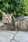 Kedi Gezdirme Tasması
