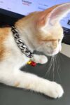 Rapçi Kedi Tasması