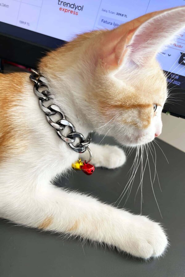 rapci kedi tasmasi zincir ve zilli kedi tasmasi npc012 kedi harness angels passion 128428 40 B