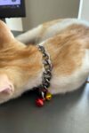 Rapçi Kedi Tasması